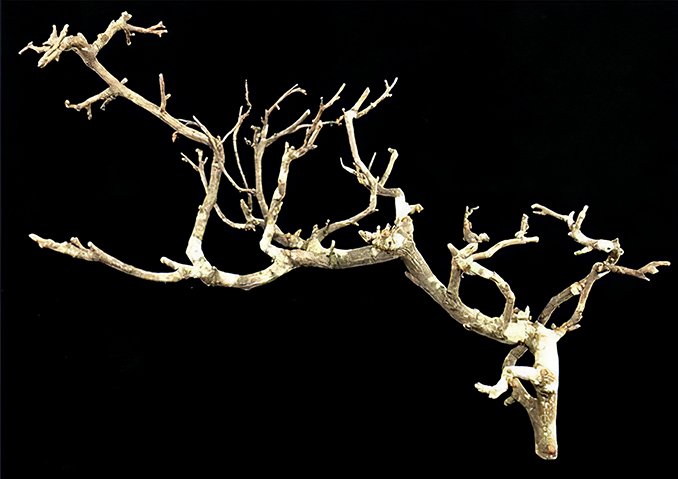 Come realizzare alberi di armature naturali - Passaggio 1a